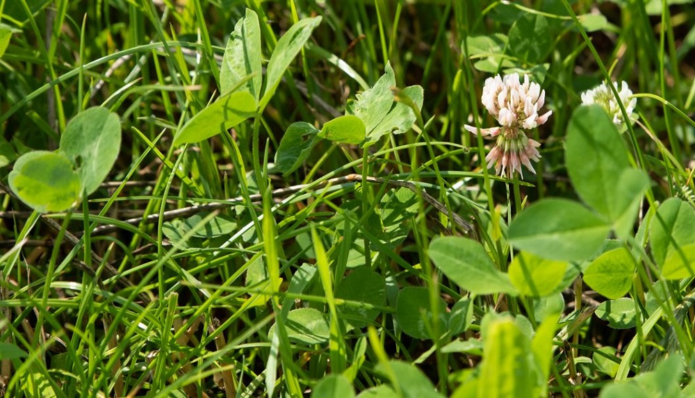 Clover flowering in a grass sward